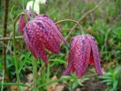 Fritillaria meleagris