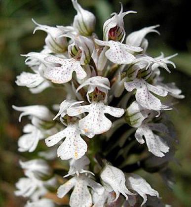 Orchis conica inflorescence