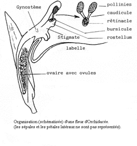 Coupe longitudinale d'une fleur d'orchidée