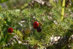 Asparagus sp.