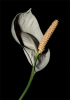 Spathiphyllum, spathe et spadice