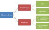 Cladogramme simplifié Angiospermes