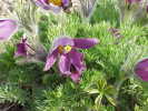 Pulsatilla montana