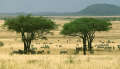 Savane africaine