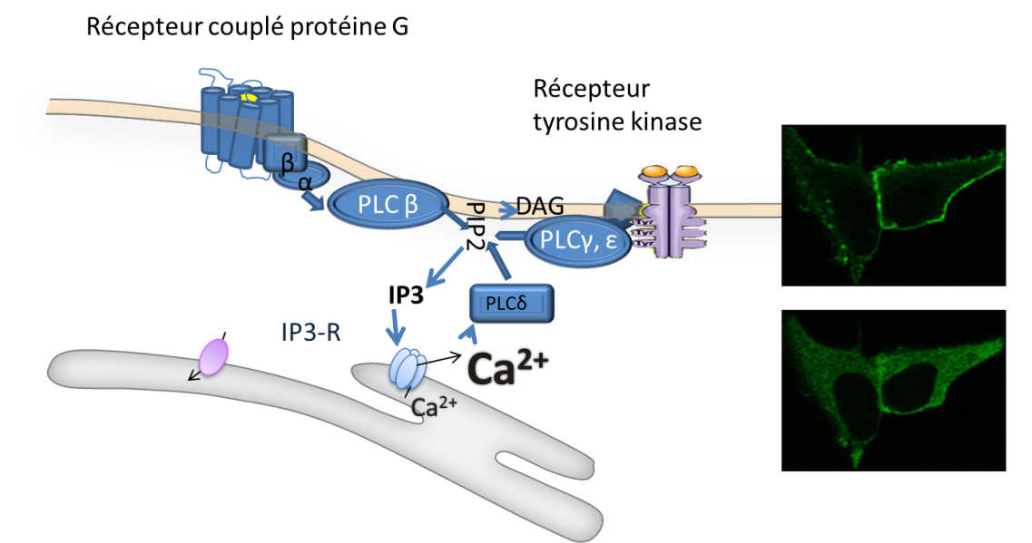 TP Numérique : A la recherche du calcium intracellulaire - 2.2.1 Canaux  récepteurs à l'IP3 (IP3R)